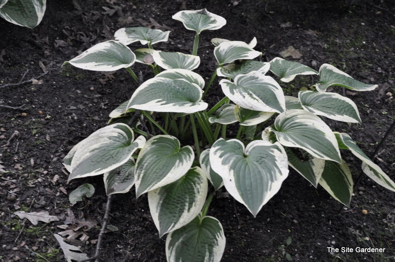 Hosta Honeysong
