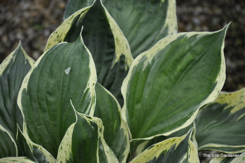 Hosta Independance