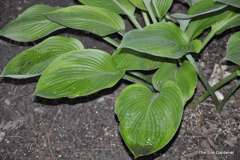 Hosta Independence Day