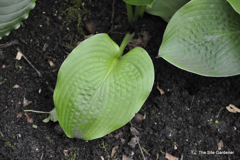 Hosta Innisjade