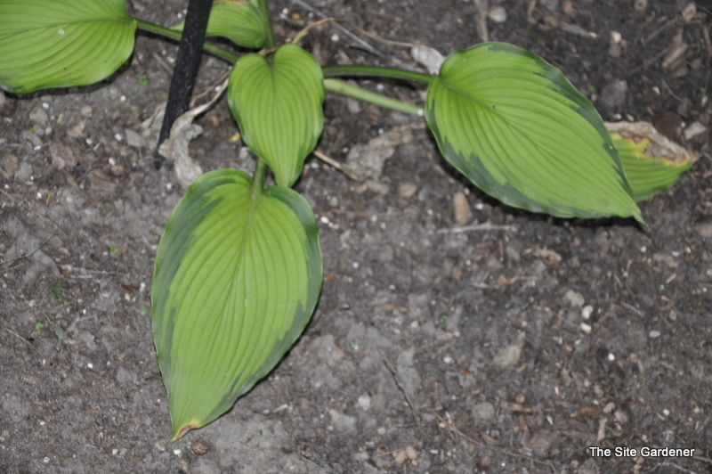 Hosta Journey's End