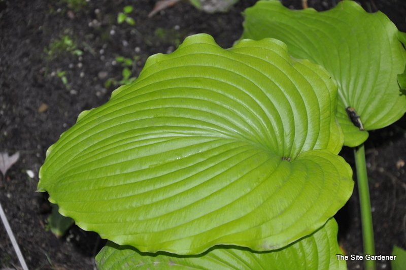 Hosta Lime Piecrust