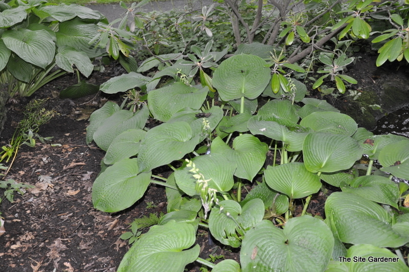 Hosta Sieboldiana 'Elegans' #1