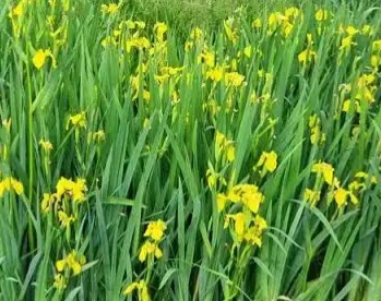 Iris Pseudoacorus — photo 1