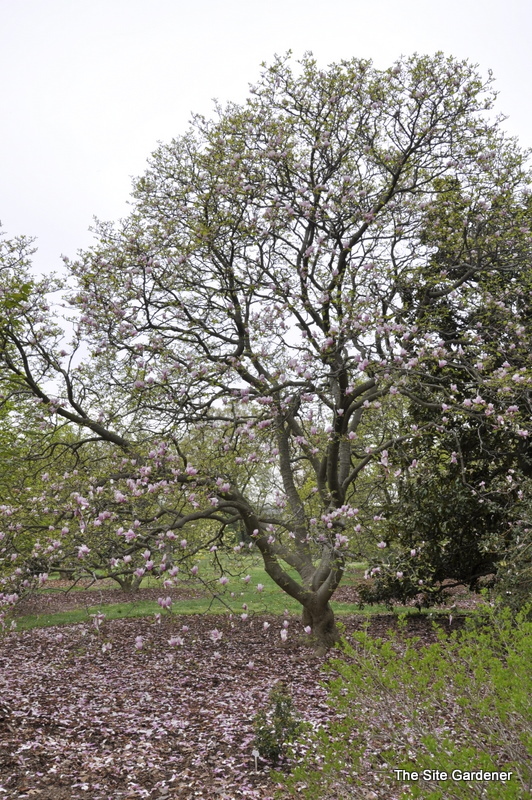 Magnolia x loebneri Spring Snow - The Site Gardener