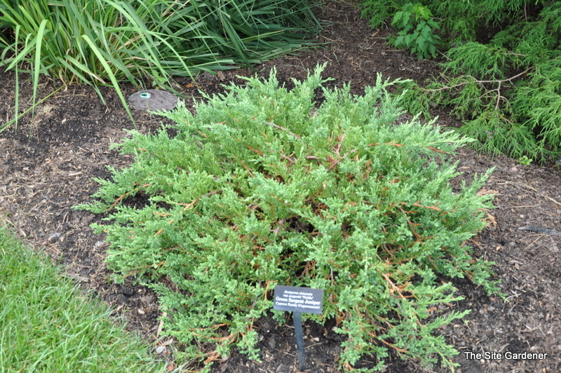 Juniperus Chinensis 'Green Sargent' - The Site Gardener