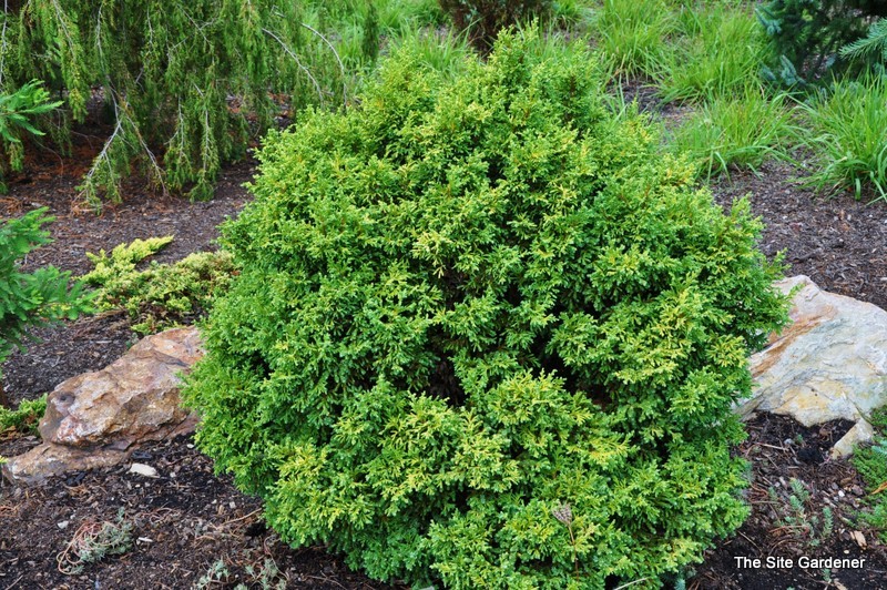 Chamaecyparis Pisifera Plume Juniperis — photo 1