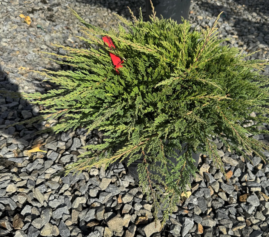 Juniperus Horizontalis 'Prince Of Wales' — photo 1