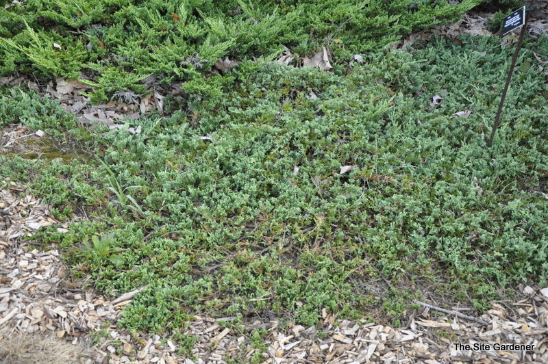 Juniperus Horizontalis Venusta Creeping Juniper — photo 1