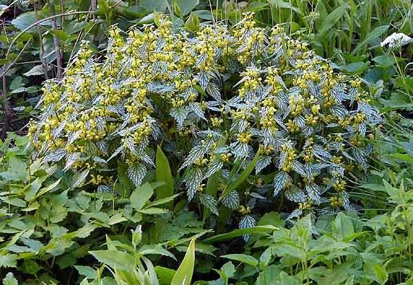 Lamiastrum 'Herman's Pride' — photo 1