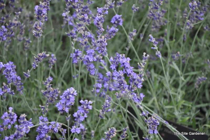 Lavandula Angustifolia