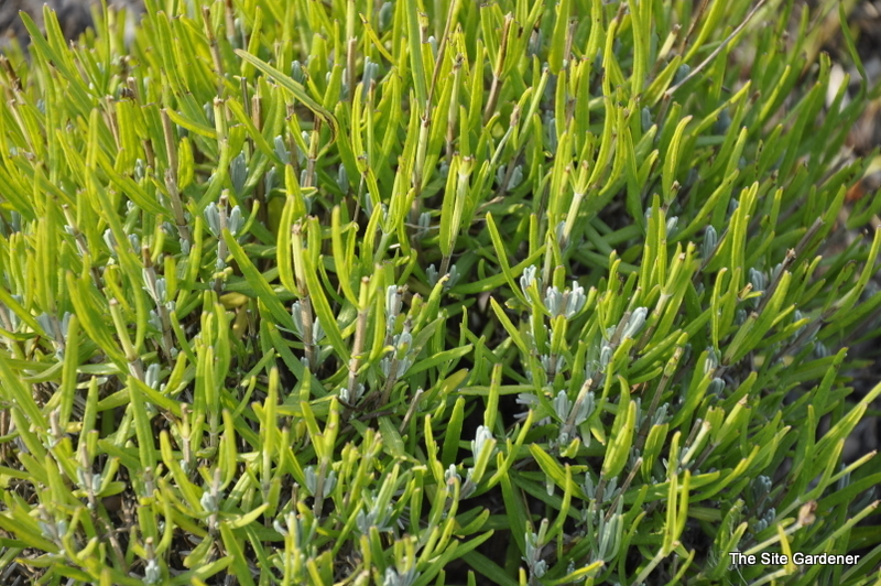 Lavandula Angustifolia -Lavandin — photo 1