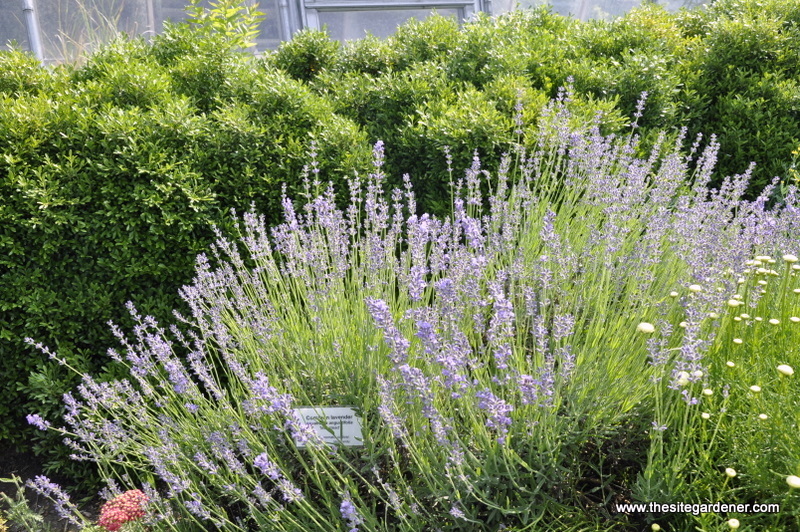 Lavandula Angustifloia - Munstead — photo 1