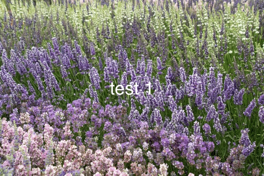 Lavandula X Intermedia -super- Lavandin — photo 1