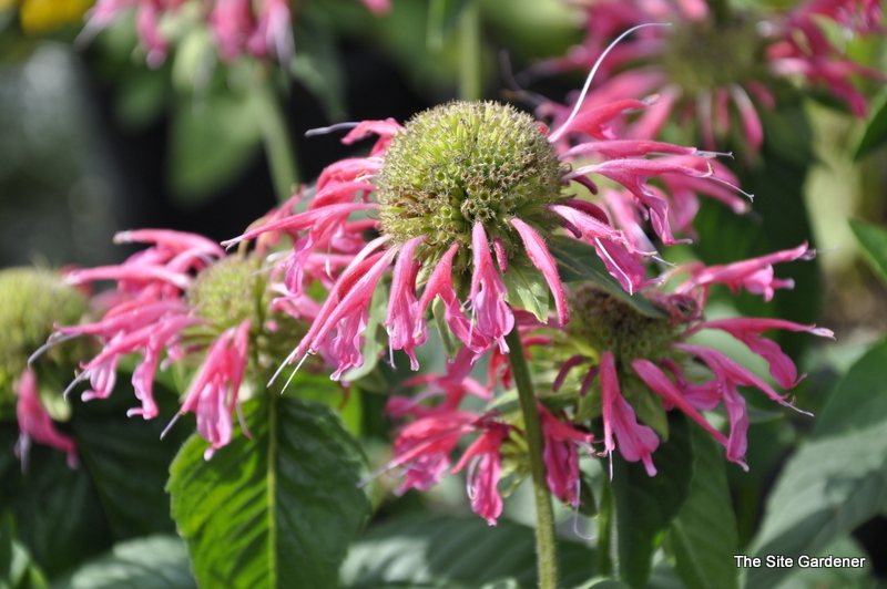 Monarda D. 'Coral Reef
