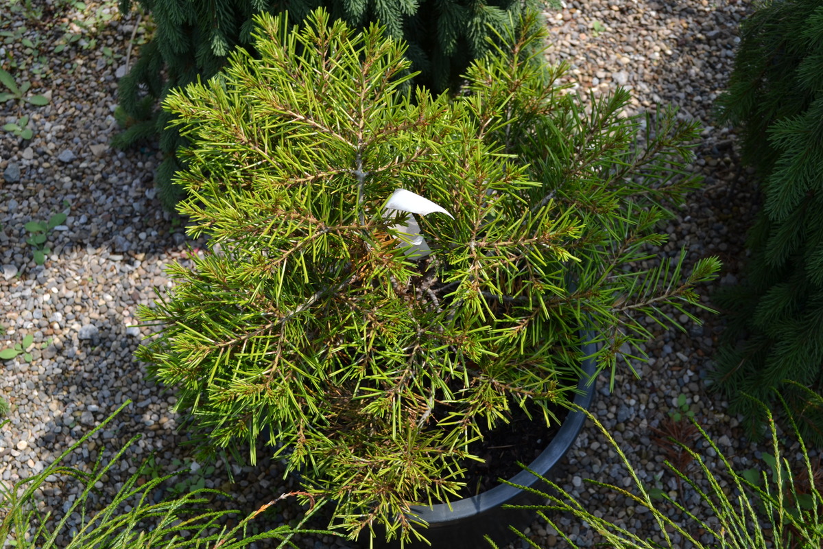 Pinus Bungeana Diamant