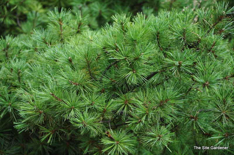 Pinus Cembra Pygmaea