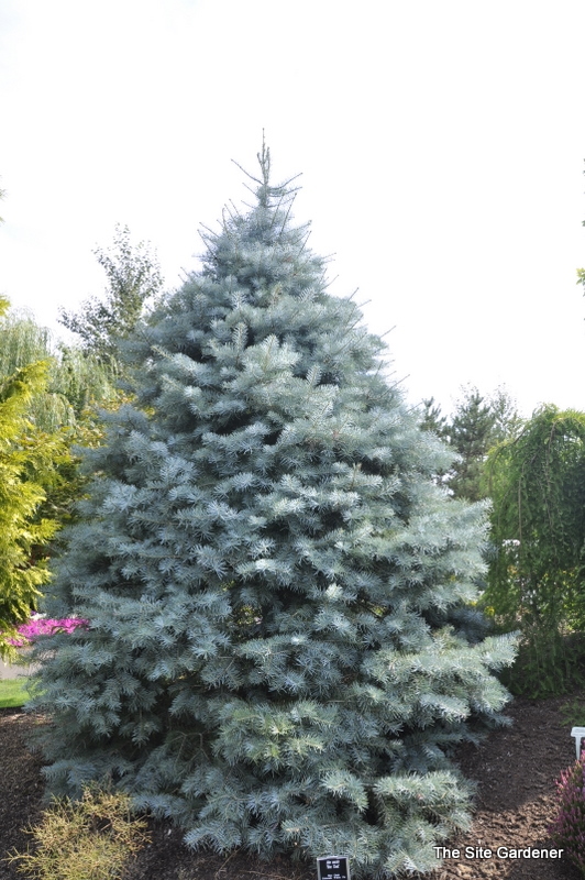 Pinus Concolor Blue Cloak