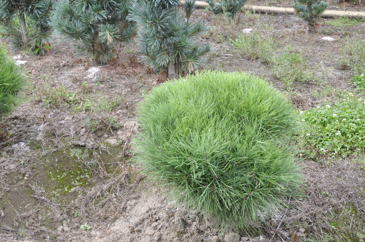 Pinus Densiflora 'Umbraculifera' Dwarf