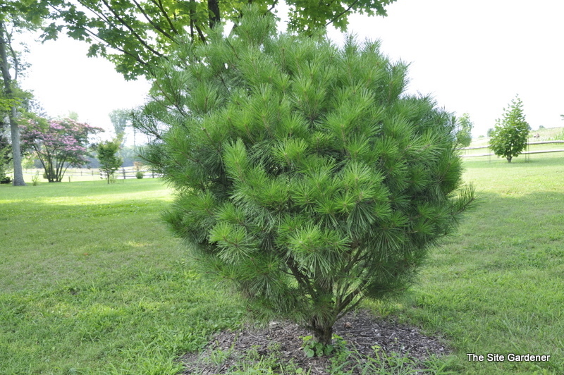 Pinus Densiflora Little Christopher