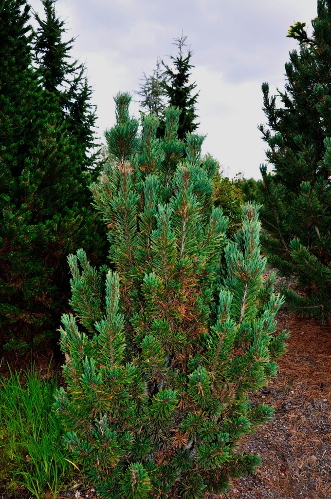 Pinus Flexilis Dufunny