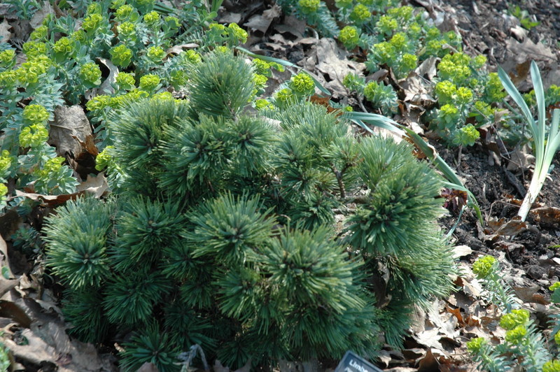Pinus Flexilis Kinzie Rose