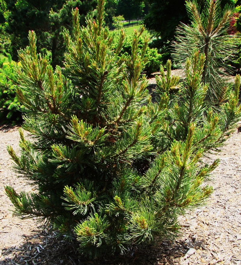 Pinus Flexilis Antero
