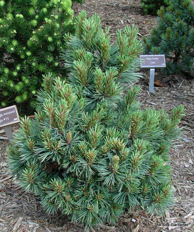 Pinus Flexilis 'Cherokee'