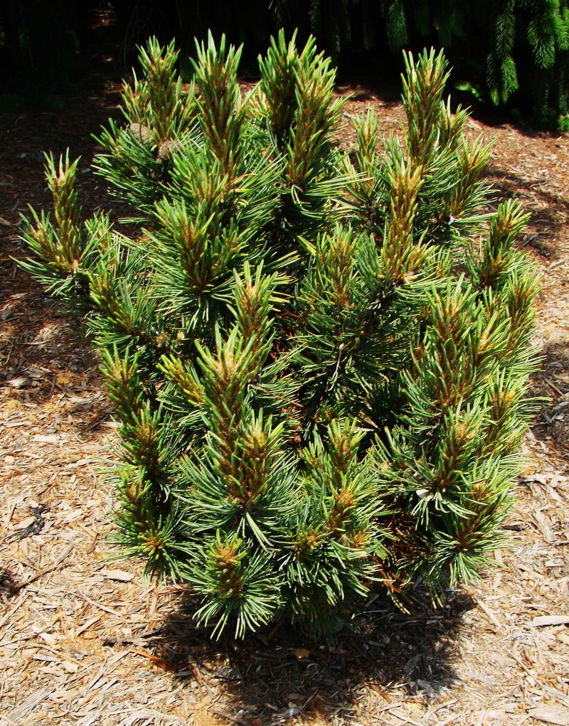 Pinus Flexilis Commanche