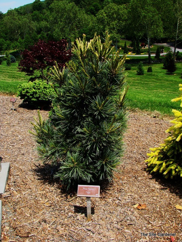 Pinus Flexilis Fleyii