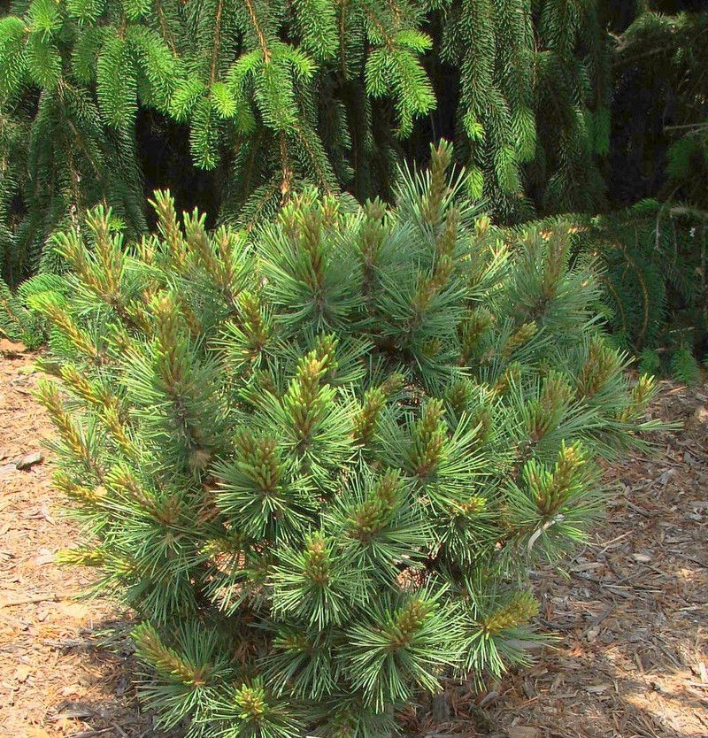 Pinus Flexilis Tara Mae