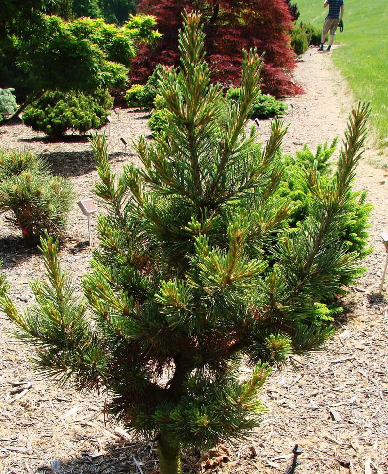 Pinus Flexilis Wigwam