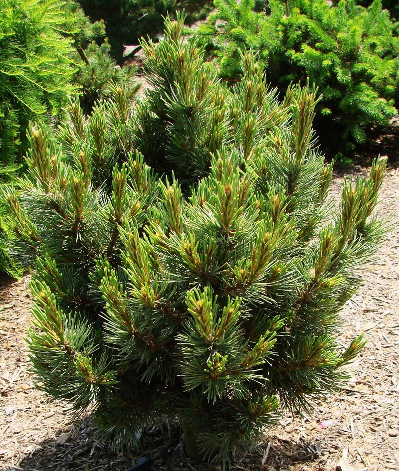 Pinus Flexilis Zuni