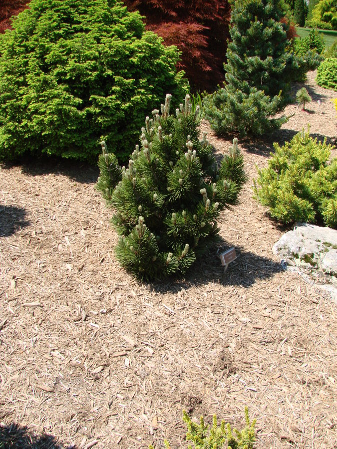 Pinus Heldreichii Irish Bell