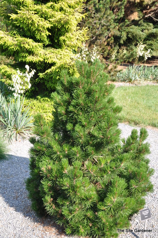 Pinus Heldreichii 'Schneverdingen'
