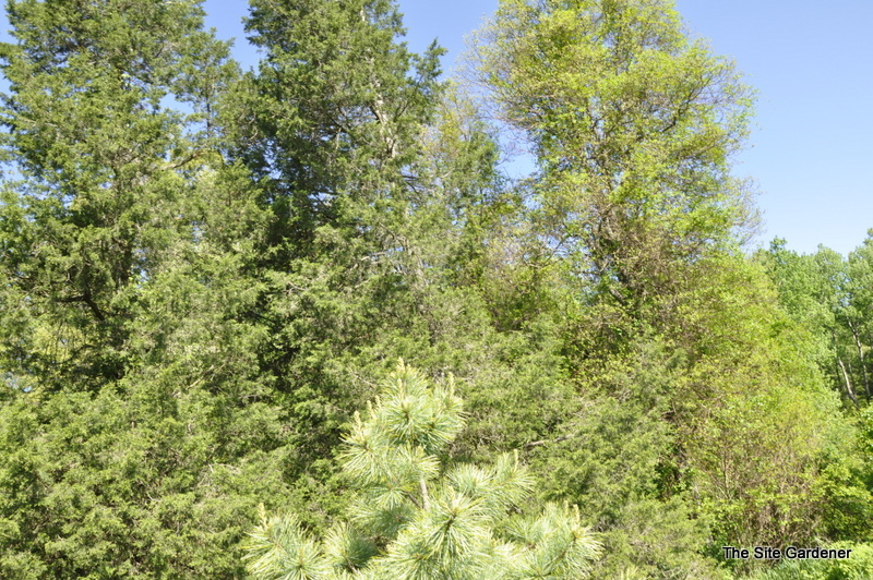 Pinus Koraiensis Avocadra