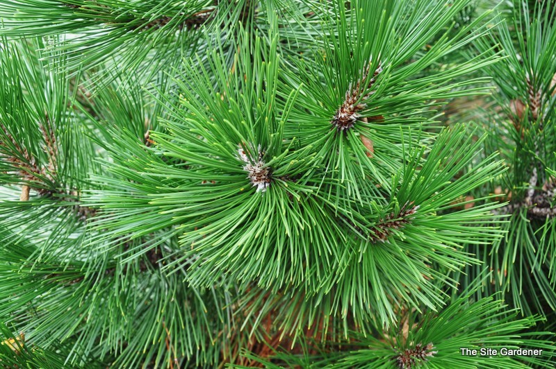 Pinus Leucodermis Green Bun