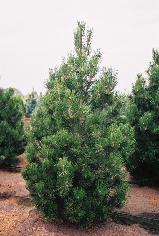 Pinus Luecodermis