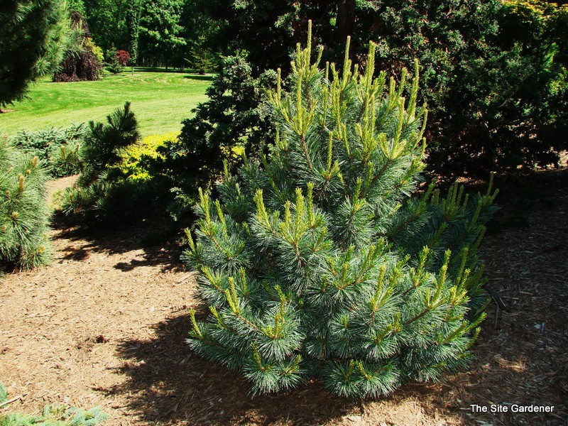 Pinus Monticola Crawford