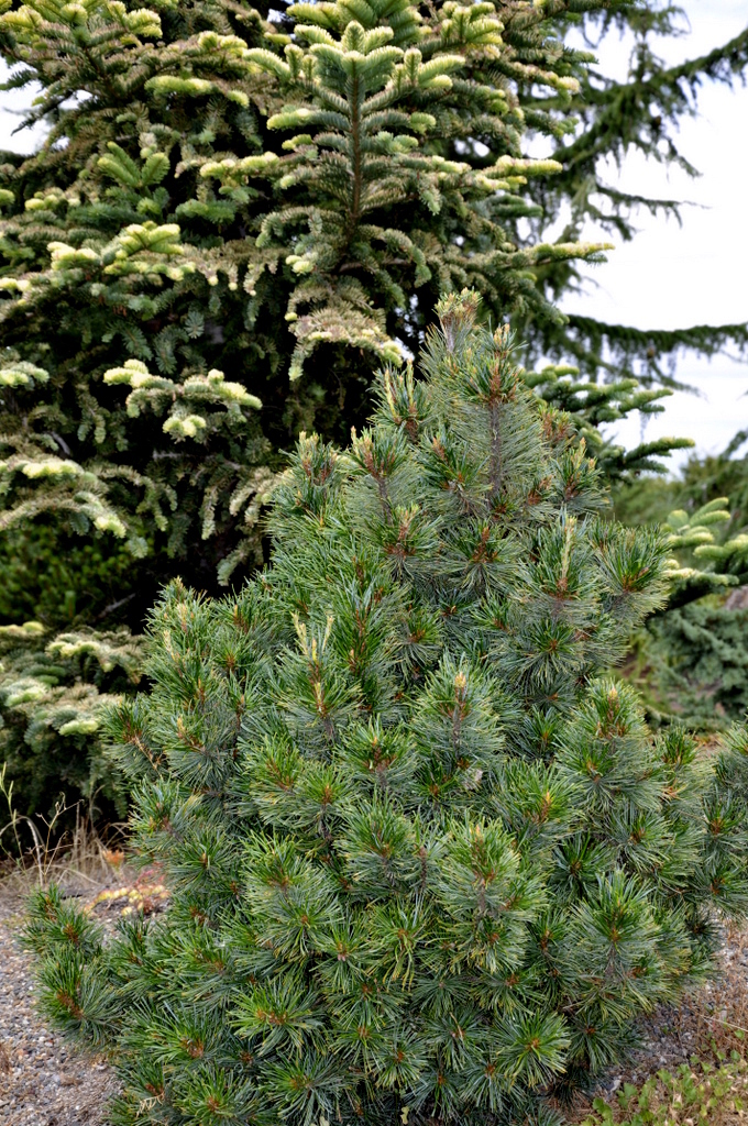 Pinus Monticola Nana