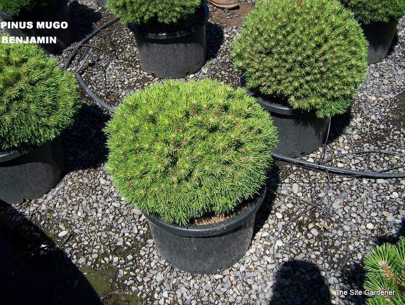 Pinus Mugho BENJAMIN