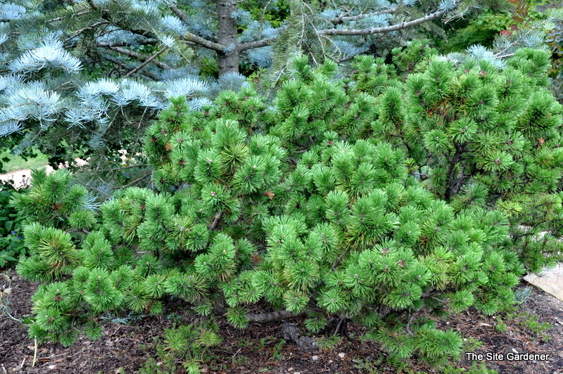 Pinus Mugho Green Candle