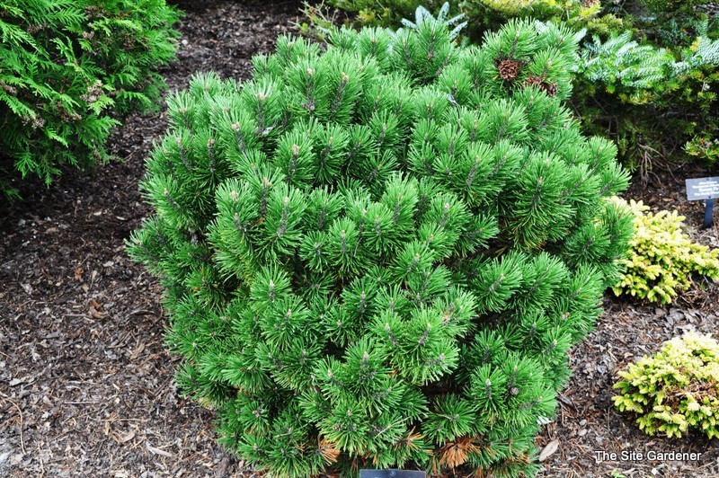 Pinus Mugho Teeny