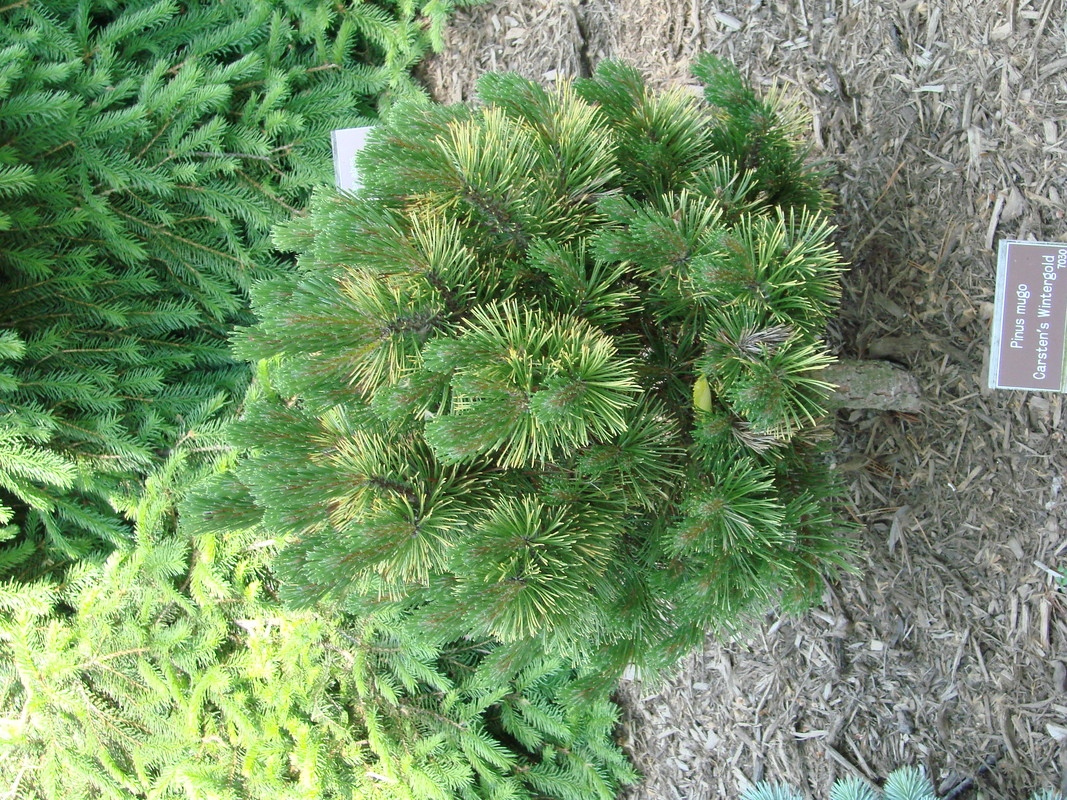 Pinus Mugo Carsten's Wintergold