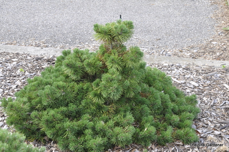 Pinus Mugo Corleys Mat