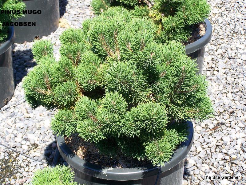 Pinus Mugo Jacobsen