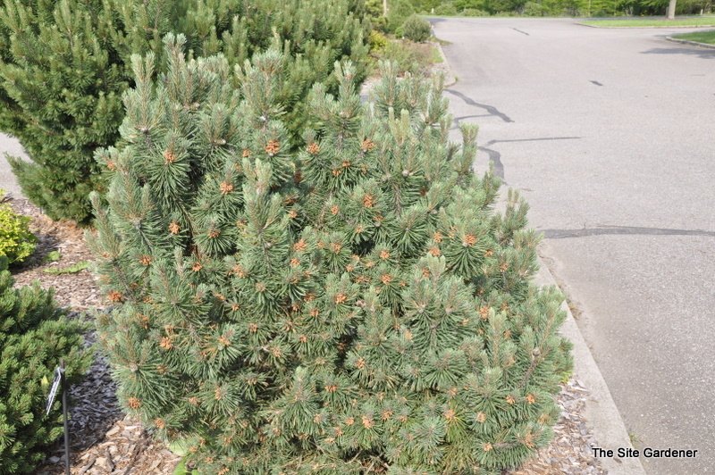 Pinus Mugo Pudgy