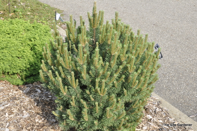 Pinus Mugo Rock Island — photo 1