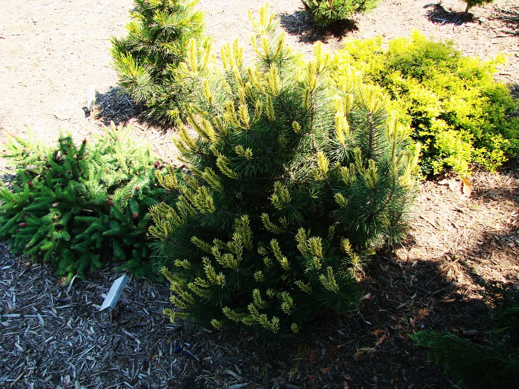 Pinus Mugo Shina — photo 1