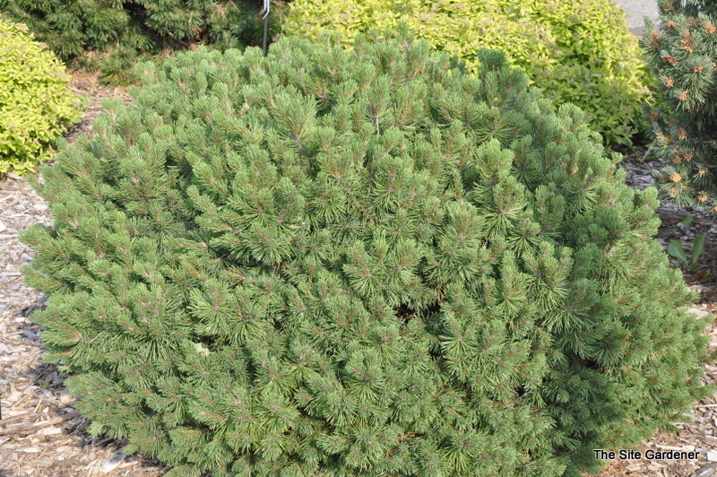 Pinus Mugo Slowmound